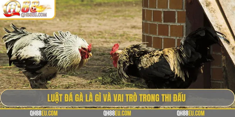 Luật đá gà là gì và vai trò trong thi đấu
